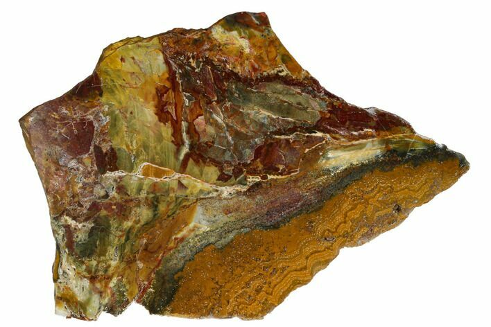 Polished Stromatolite (Conophyton) Fossil - Australia #180200